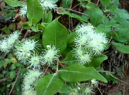 Florais de Minas Florais de Minas