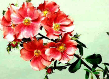 Florais de Minas