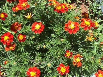 Florais de Minas