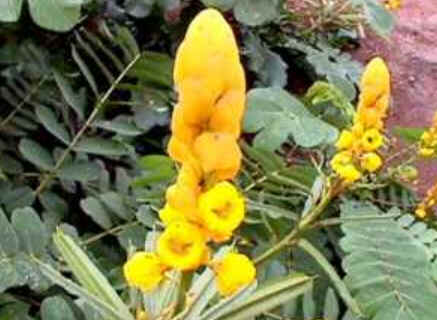 Florais de Minas Florais de Minas