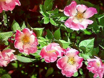 Florais de Minas