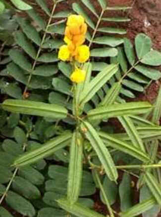 Florais de Minas Florais de Minas