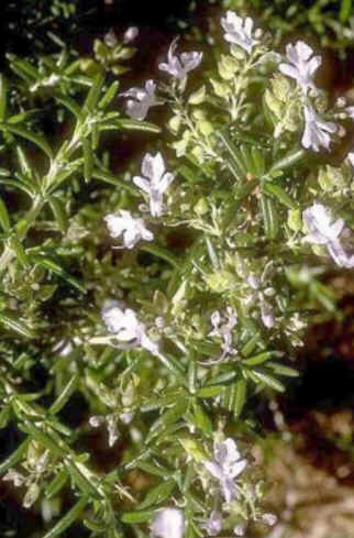 Florais de Minas Florais de Minas