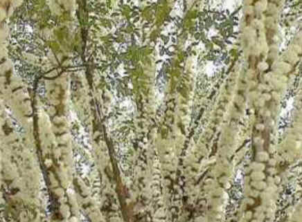 Florais de Minas Florais de Minas