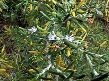 Florais de Minas Florais de Minas