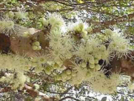 Florais de Minas Florais de Minas