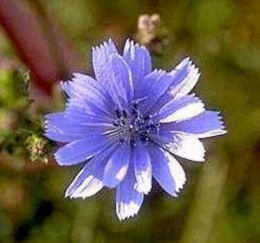 Florais de Minas