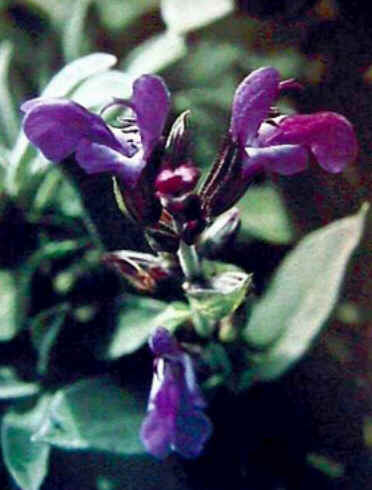 Florais de Minas