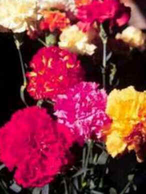 Florais de Minas