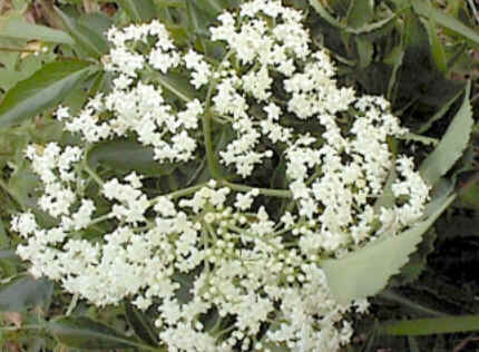 Florais de Minas Florais de Minas