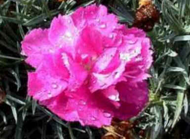 Florais de Minas