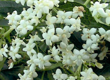 Florais de Minas Florais de Minas