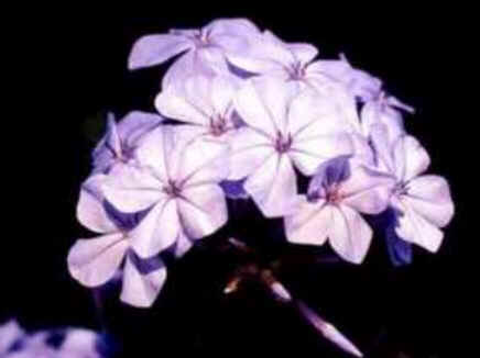 Florais de Minas