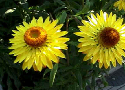 Florais de Minas Florais de Minas