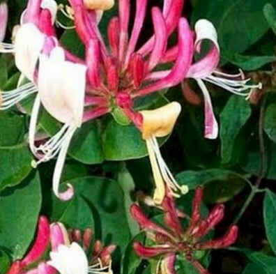 Honeysuckle