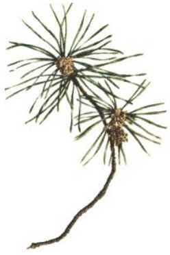 Pine