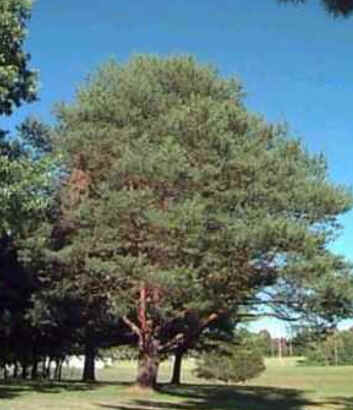 Pine