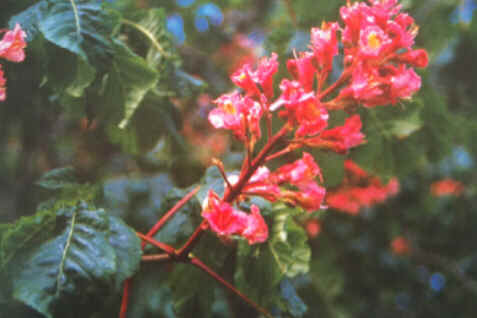 Red Chestnut Red Chestnut