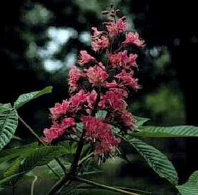 Red Chestnut Red Chestnut