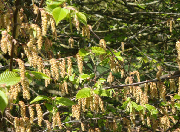 Hornbeam Hornbeam
