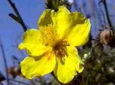 Rock Rose