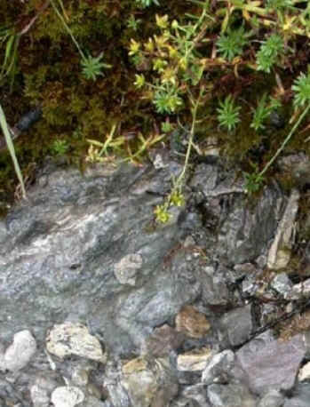 Rock Water