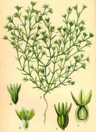 Scleranthus