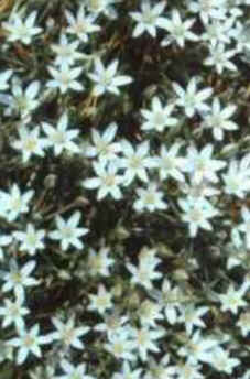 Star of Bethlehem