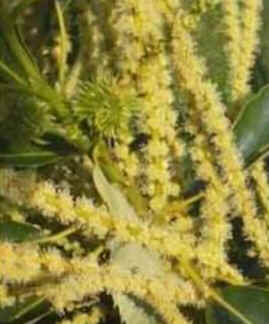 Sweet Chestnut Sweet Chestnut
