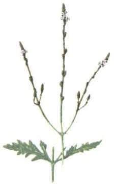 Vervain