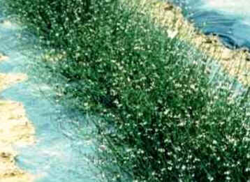 Vervain