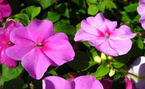 Impatiens