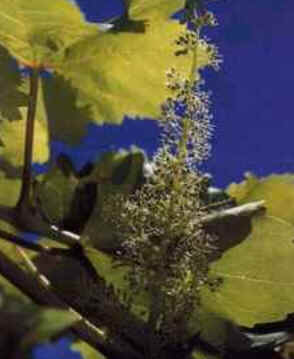 Vine Vine