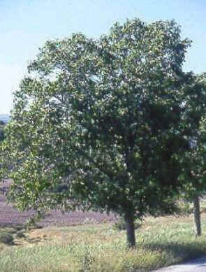 Walnut Walnut