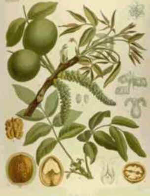 Walnut Walnut