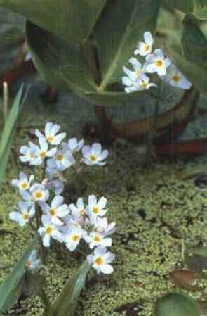 Water Violet