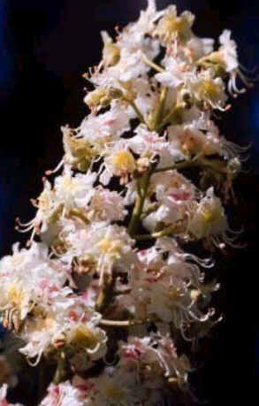 White Chestnut