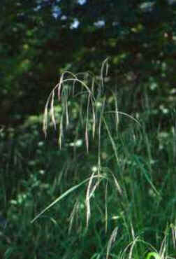 Wild Oat