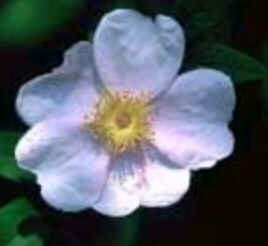 Wild Rose
