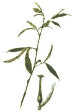 Willow
