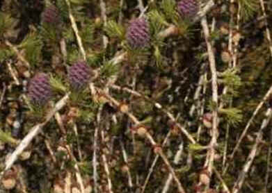 Larch