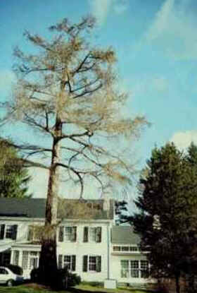 Larch