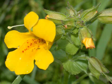 Mimulus