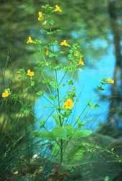 Mimulus