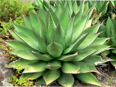 Agave