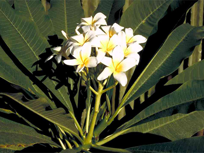 Agoniada