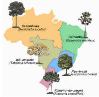 Dia da Árvore