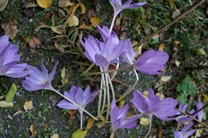 Produto Natural – Açafrão