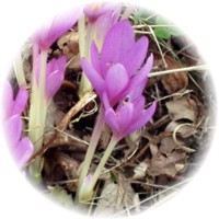 Produto Natural – Açafrão
