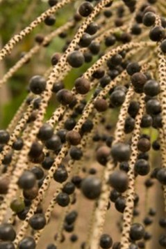 Produto Natural – Açaí
